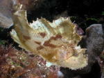 Leaf Scorpion Fish - GAL Photo