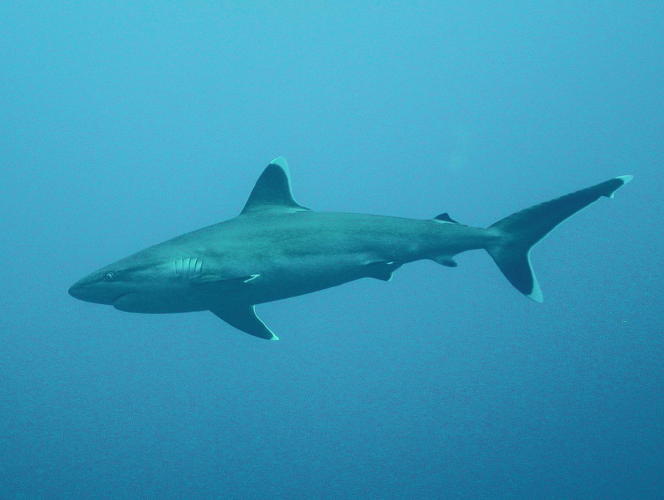 Silvertip Reef Shark - GAL Photo