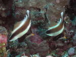 Raccoon Butterfly Fish - GAL Photo