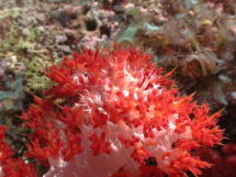 Decorator Crab on Soft Coral - Can you see him? - GAL Photo