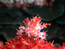 Decorator Crab - GAL Photo