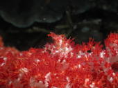 Decorator Crab - GAL Photo