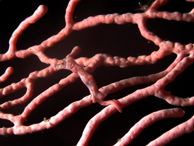 Pygmy Seahorse - GAL Photo