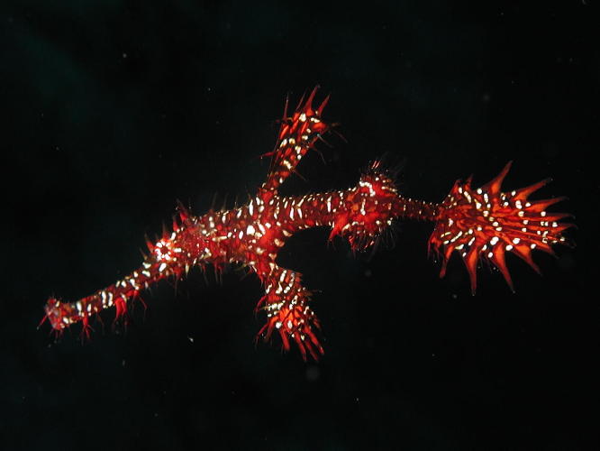 Harlequin Ghost Pipe Fish - GAL Photo