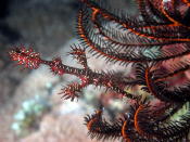 Harlequin Ghost Pipe Fish - GAL Photo