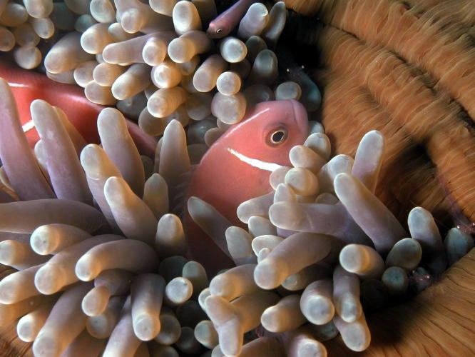 Anemone Fish - GAL Photo