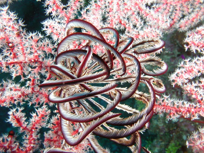 Crinoid - GAL Photo