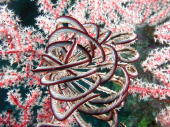 Crinoid - GAL Photo