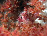 Decorator Crab - GAL Photo