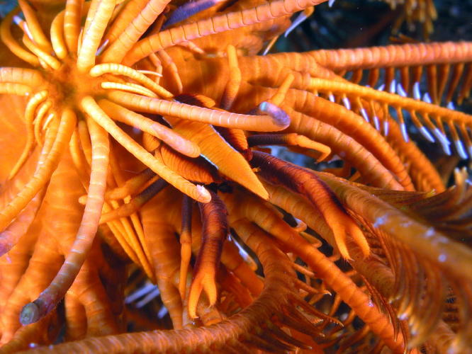 Squat Lobster on Crinoid - GAL Photo