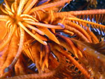 Squat Lobster on Crinoid - GAL Photo