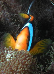 Anemone Fish - GAL Photo