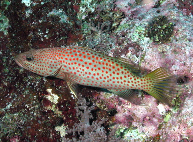 Reef Fish - GAL Photo