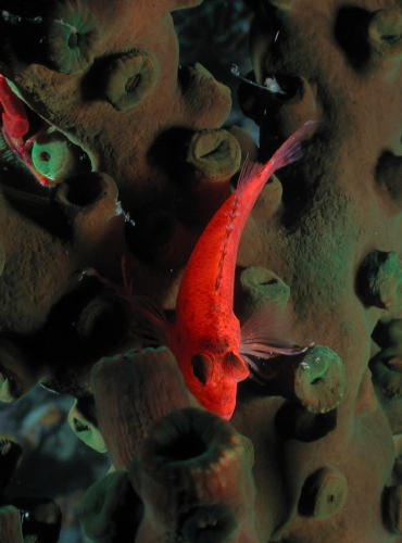 Reef Fish - GAL Photo