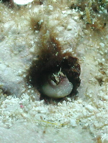 Blenny - GAL Photo