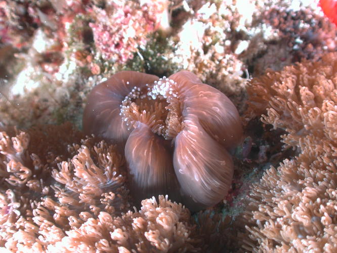 Anemones - GAL Photo