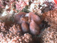 Anemones - GAL Photo