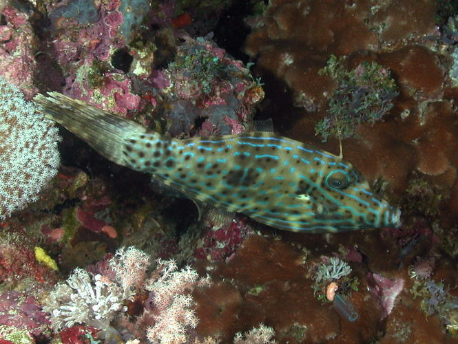 Scrawled Tilefish - GAL Photo
