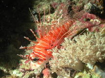 Lion Fish - GAL Photo