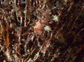 Boxer Crab - GAL Photo