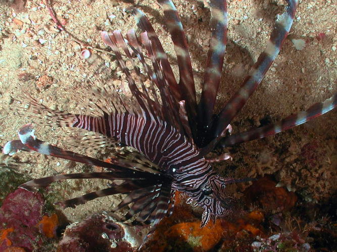 Lion Fish - GAL Photo