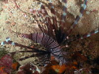 Lionfish - GAL Photo