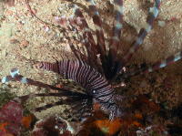 Lionfish - GAL Photo