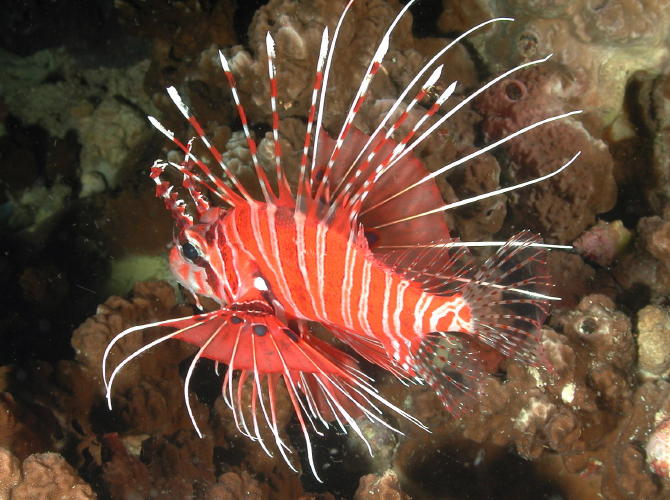 Lion Fish - GAL Photo