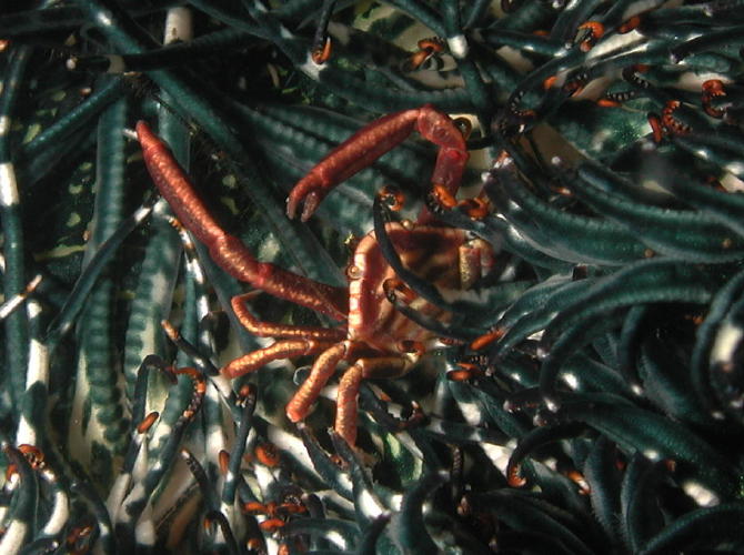 Crinoid Crab - GAL Photo