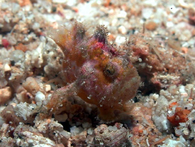 Frogfish - GAL Photo