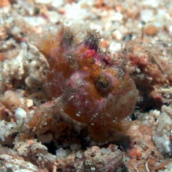 Frogfish - about the size of a quarter- GAL Photo