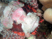 Stonefish - GAL Photo