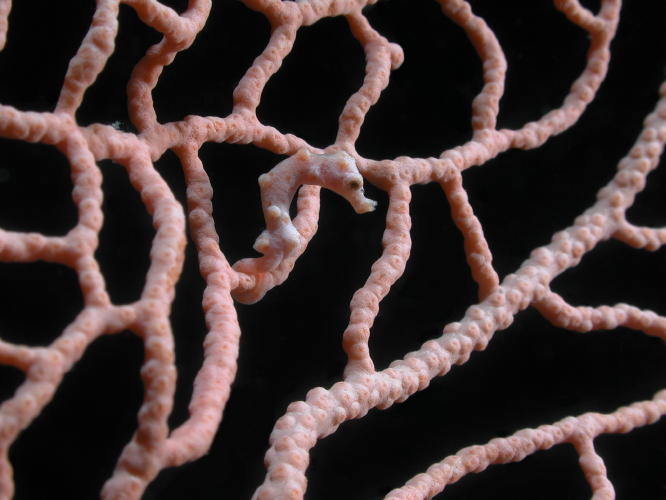 Pygmy Seahorse - GAL Photo