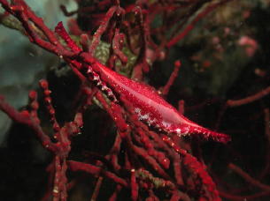 Spindle Cowry - GAL Photo