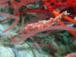 Ghost Pipefish - GAL Photo