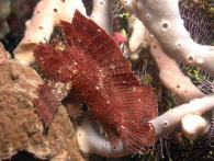 Leaf Scorpion Fish - GAL Photo