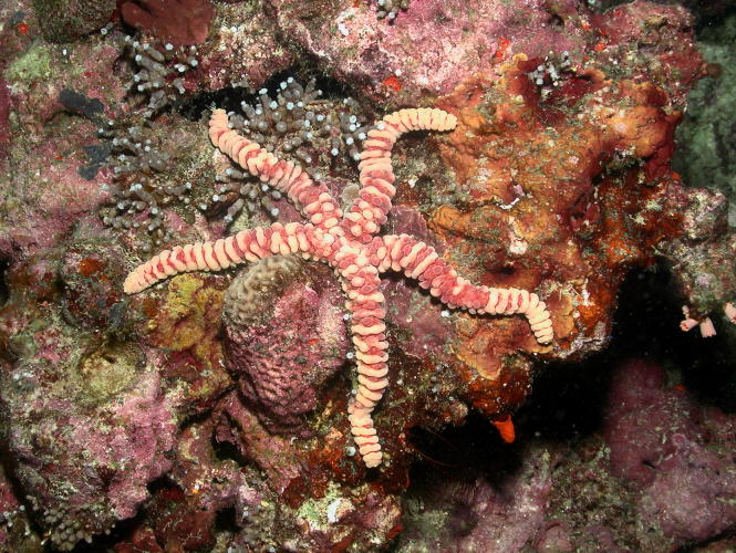 Starfish - GAL Photo