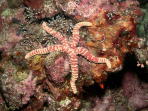 Starfish - GAL Photo