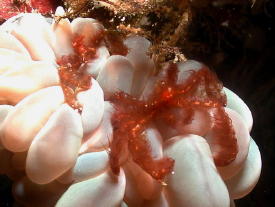 Orangutan Crabs on Bubble Coral