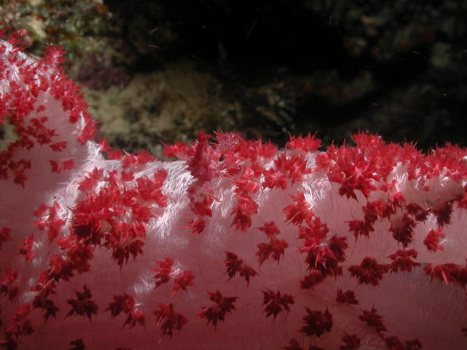 Decorator Crab on Soft Coral - GAL Photo