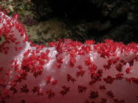 Soft Coral with Decorator Crab