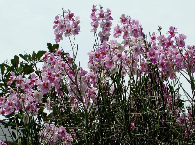 Orchids - GAL Photo