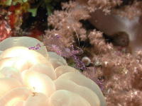Shrimp on Bubble Coral - MZ Photo