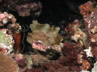 Leaf Scorpion Fish - MZ Photo