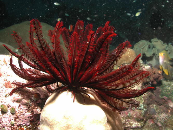 Crinoid - MZ Photo