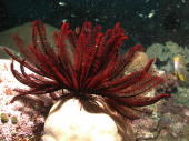 Crinoid - MZ Photo