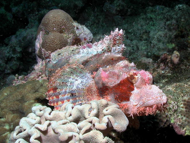 Stonefish - MZ Photo