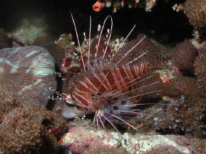 Lion Fish - MZ Photo