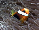 Anemone Fish - MZ Photo