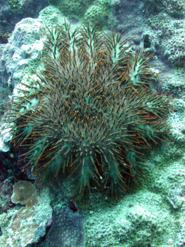 Crown of Thorns Starfish - MZ Photo